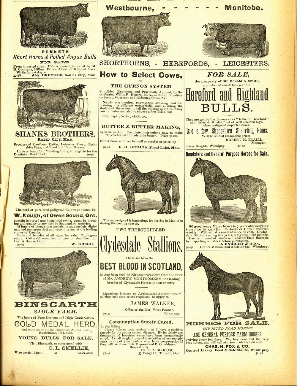 Cattle hides as a replacement for buffalo robes