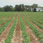 Strip-till cotton in North Carolina. In strip tillage, only the seed row is cultivated.