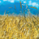 Shaking up Western Canada’s wheat class system