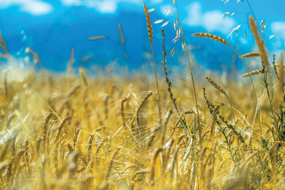 Shaking up Western Canada’s wheat class system