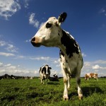 dairy cow