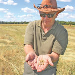Crop breeder Doug Cattani is working with a variety of potential perennial crops but says intermediate wheatgrass right now looks the most promising.