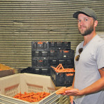 Ernie Jeffries holds carrots taken from the brown box. They’re too small to grade Canada No. 1 or 2 so they have to go for cattle feed along with carrots in the beige box culled because they are too big, too small, broken or misshaped. According to Jeffries the small carrots and many of the culls are fine for human consumption.