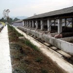 A hog finishing barn in China. Pork production in the country fell five per cent in the first six months in 2015.