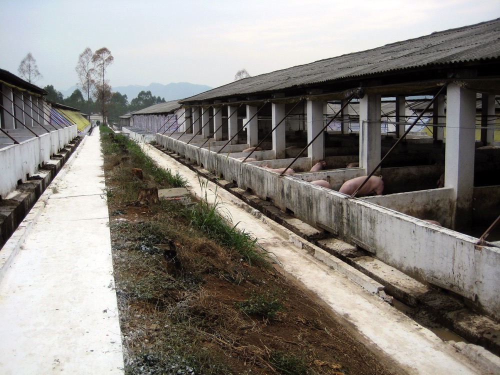 A hog finishing barn in China. Pork production in the country fell five per cent in the first six months in 2015.