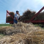 Volunteers load up the last stooks of red spring wheat to finish the threshing demonstration.