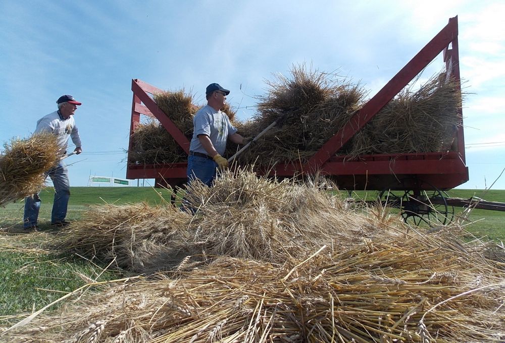 Volunteers load up the last stooks of red spring wheat to finish the threshing demonstration.
