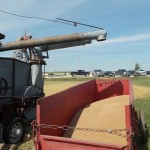 The yield from the morning's work.