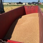 The estimated yield from just about an acre's worth of stooks: 46 bushels of red spring wheat.