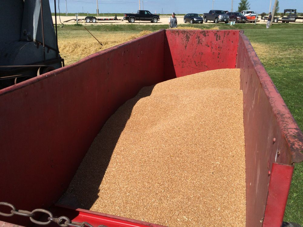 The estimated yield from just about an acre's worth of stooks: 46 bushels of red spring wheat.