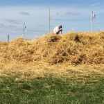 All that's left is to find a home for the straw and chaff from the morning's demonstration.