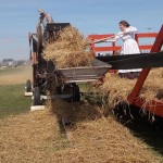 Lisa Roy forks stoked wheat into a 28-inch 1952 McCormick Deering threshing machine.