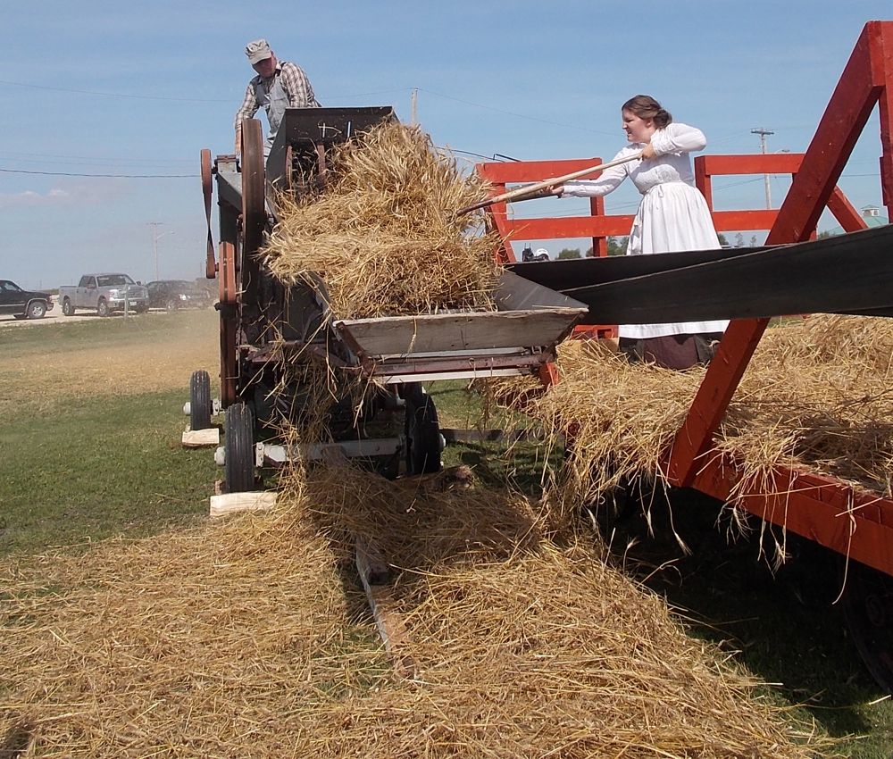 Lisa Roy forks stoked wheat into a 28-inch 1952 McCormick Deering threshing machine.