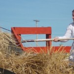 Lisa Roy feeds wheat to the threshing machine.