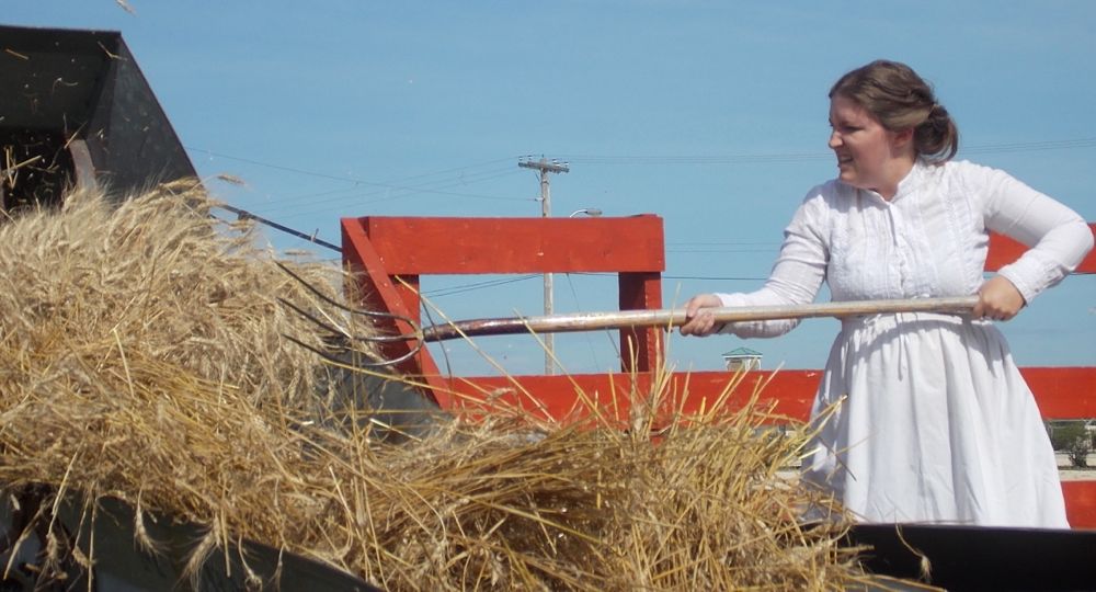 Lisa Roy feeds wheat to the threshing machine.