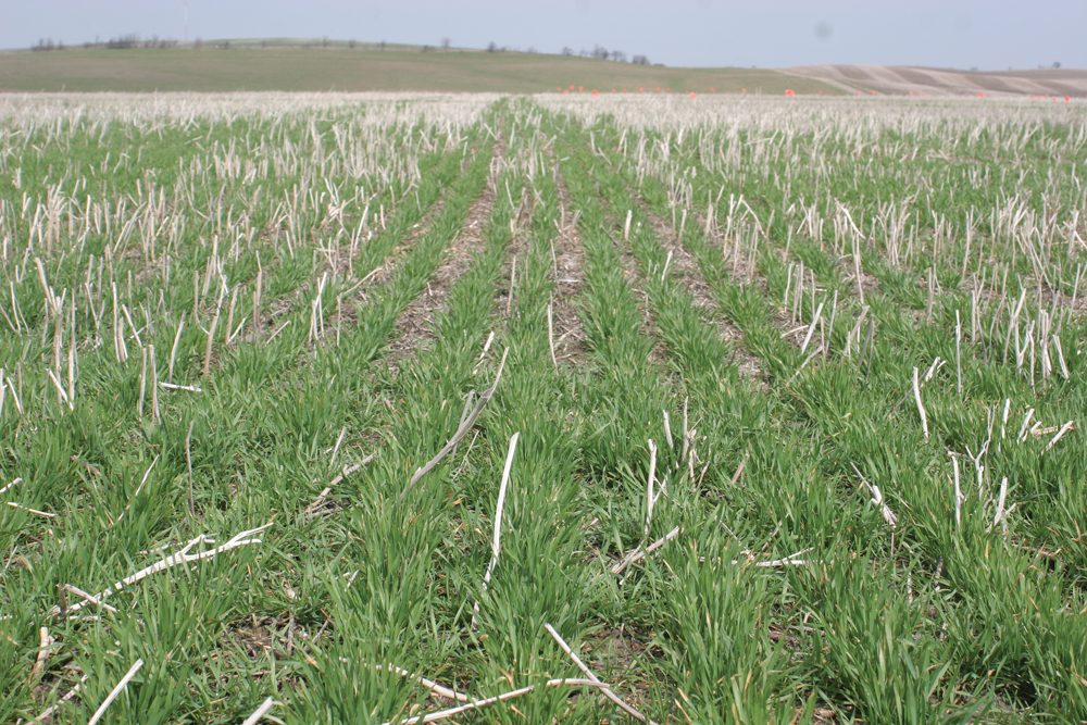 To get full crop insurance coverage in Manitoba winter wheat must be planted between Aug. 20 and Sept. 15.