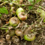 late blight on tomato plant
