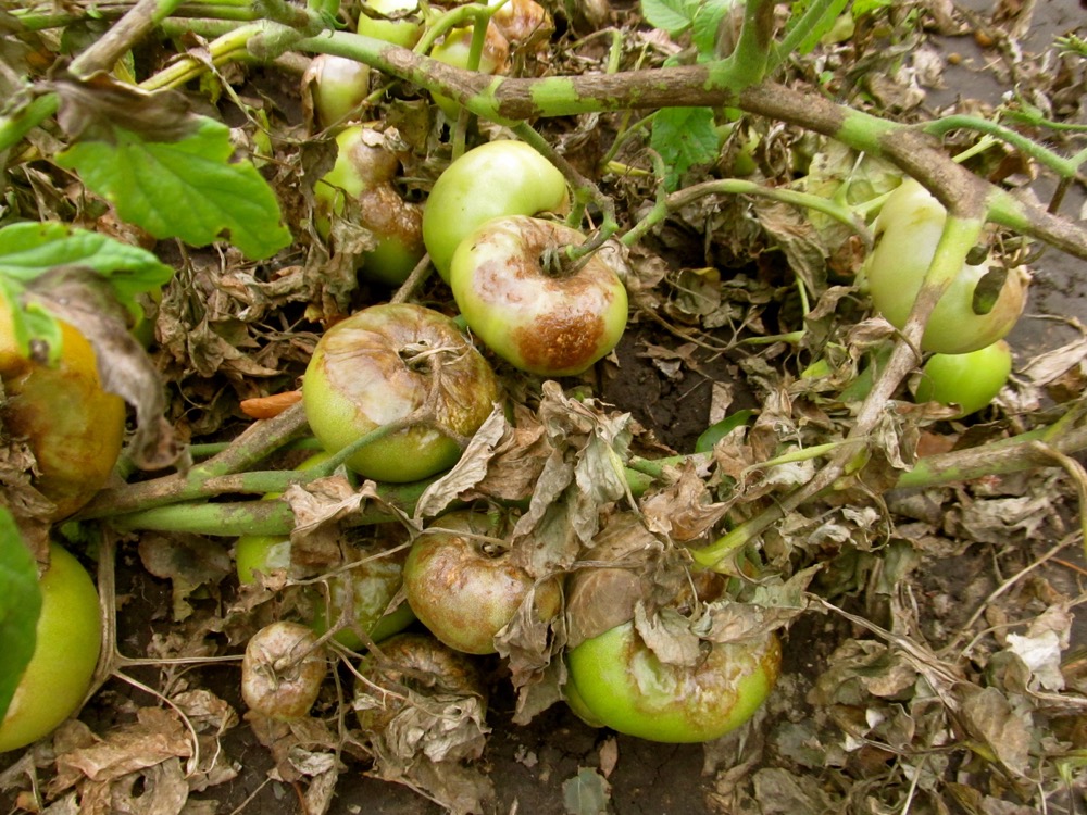 late blight on tomato plant