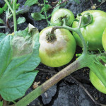 Late blight infections in tomatoes can spread to potatoes. Late blight can affect tomato leaves, fruit and stems. On leaves spots are not restricted by leaf veins and often have a lighter-green edge.