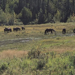 Understanding and controlling the risk of EIA