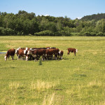 cattle on pasture