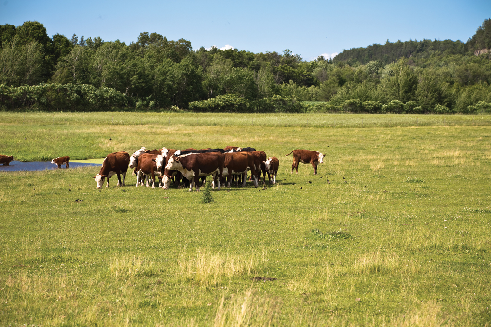 cattle on pasture