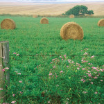 hay bales in a field