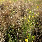 Regrowth in swaths cannot be sprayed.