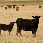 Black Angus Cow with Calf
