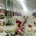 Chickens on the farm