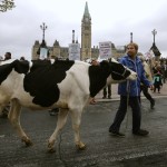 A dairy farmer walks with his cow during during a protest against the Trans-Pacific Partnership (TPP) trade agreement in front of Parliament Hill in Ottawa, Canada September 29, 2015.