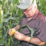 DuPont Pioneer seed dealer Dale Alderson of Intel Seed counts corn kernels to get an estimate of potential yield. As of last week Alderson was cautiously optimistic if all goes well Manitoba farmers could harvest a bumper corn crop this year. But as everyone knows, especially farmers much can happen between now and when the corn is in the bin.