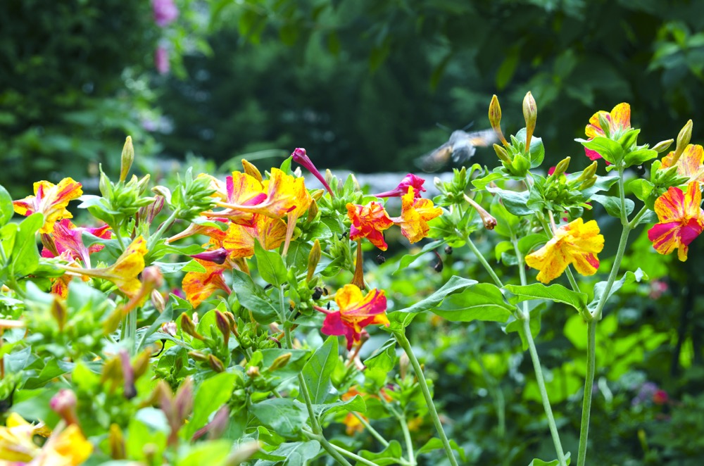 Which flowers can you eat?