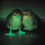 A baby chick, genetically modified to block transmission of bird flu, glows under an ultraviolet light, next to a chick that has not been modified, in this undated handout photo.