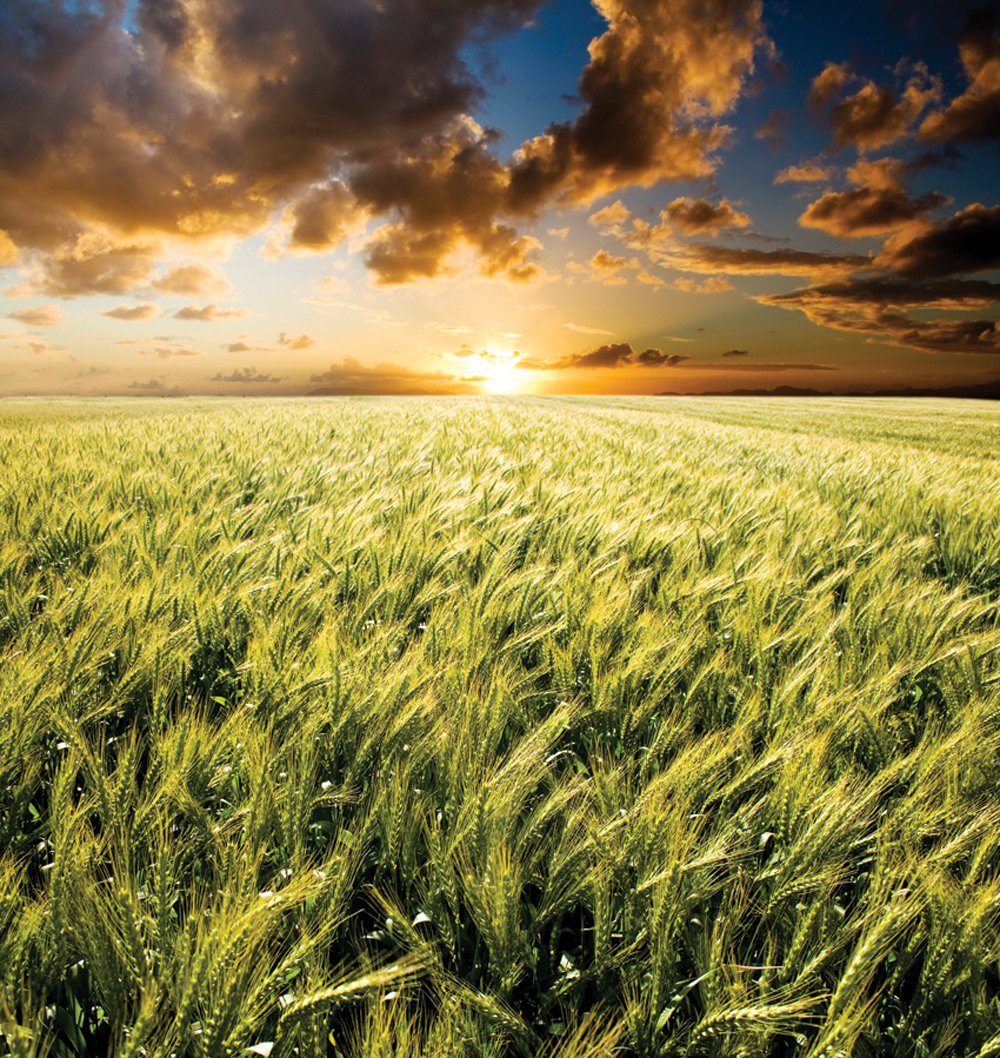 Shoe on the other foot? Look for improved grain basis at the elevator this year