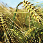 The amount of genome sequences the researchers released is
about four times the size of the entire rice genome.