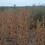 There are signs indicating glyphosate-resistant kochia is still rare in Manitoba, but farmers need to be vigilant to keep it that way.
