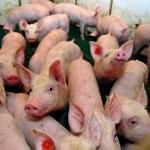 pigs
