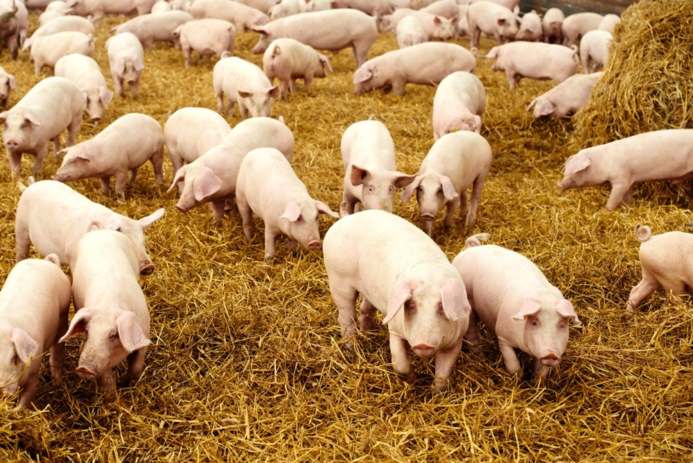young piglet on hay at pig farm