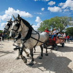 Ray McFeetors drives a team of Percherons during an event at Assiniboine Park Zoo.