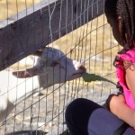 A young girl offer a goat a snack at Aurora Farm