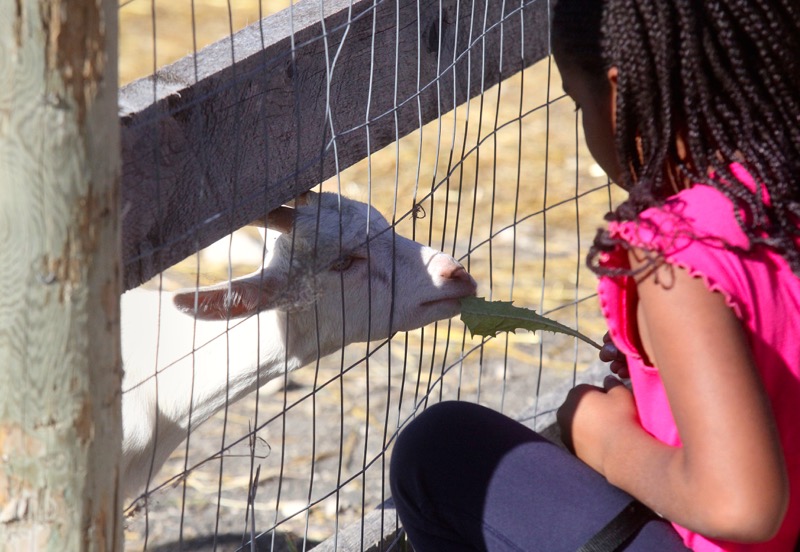 A young girl offer a goat a snack at Aurora Farm