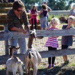 Goats. Always up for engaging with the public.