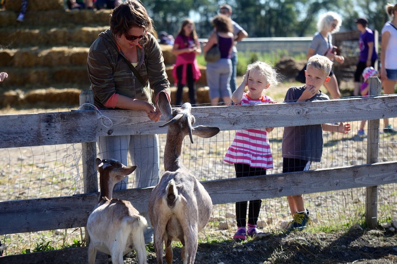 Goats. Always up for engaging with the public.