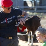 Goats. Always up for engaging with the public.