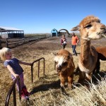 It's not every day you get to see an alpaca up close and personal! (at Aurora Farm)