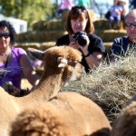Aurora Farm was one of 40 that opened its doors to the public last Sunday as part of Open Farm Day.