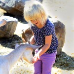 Aurora Farm was one of 40 that opened its doors to the public last Sunday as part of Open Farm Day, allowing kids like Juliette to connect with kids of the four-legged variety.