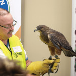 A Swainson’s hawk rests on it’s handlers arm at the raptor festival.