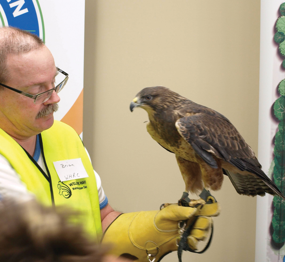 A Swainson’s hawk rests on it’s handlers arm at the raptor festival.
